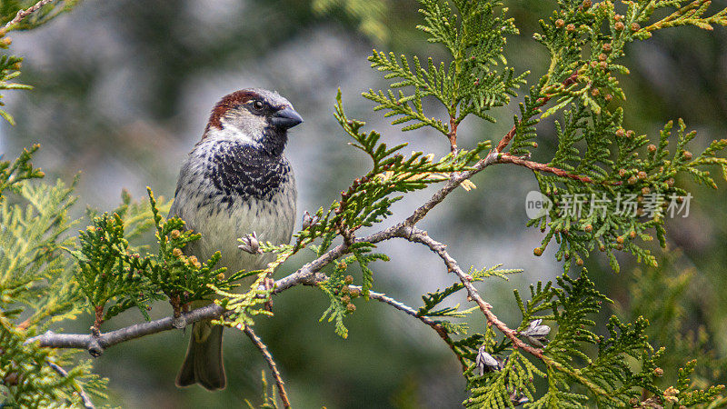 雄性巢家麻雀(Passer domesticus)，雄性家麻雀。